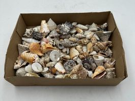 Muscheln, Dekoration Aquaristik Terrarium Basteln Amulet