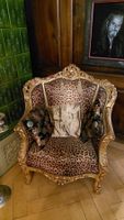 Barock Sessel Gold Leopardenmuster.