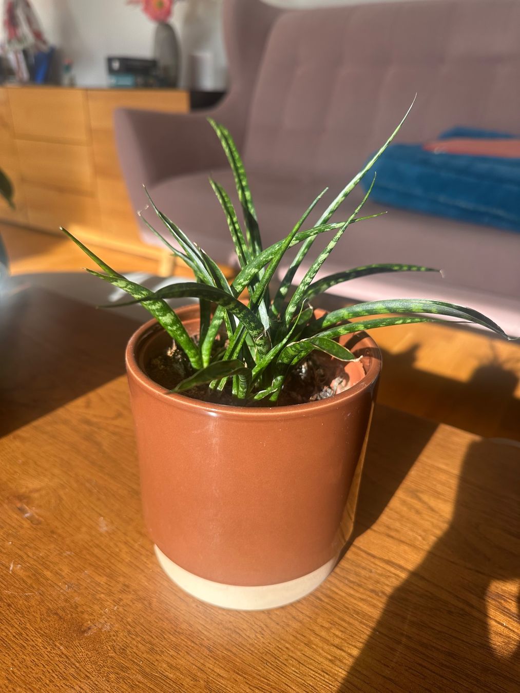 Piante & sementi: Sansevieria Mikado-Pflanze – Nuovo (secondo la descrizione) da Boll venduto da Ha-Se