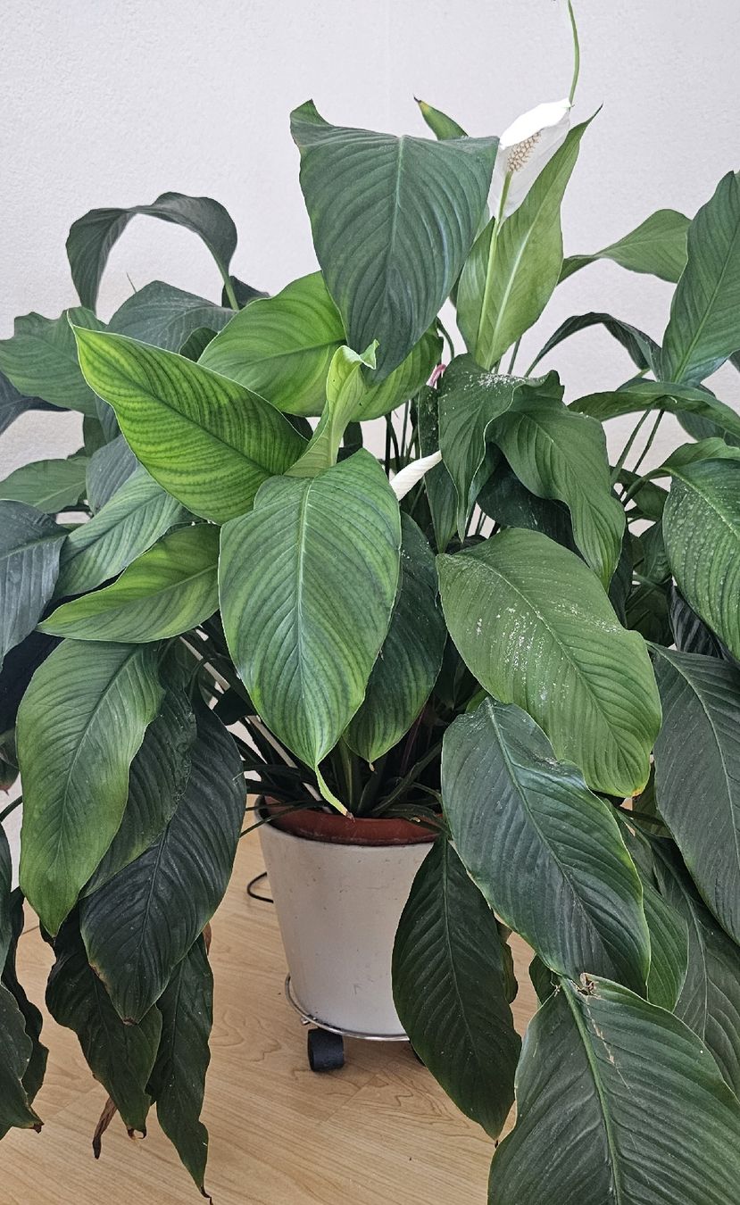 Piante & sementi: Spathiphyllum Grosse Pflanze  – Usato da Jona venduto da Smurnaya 4