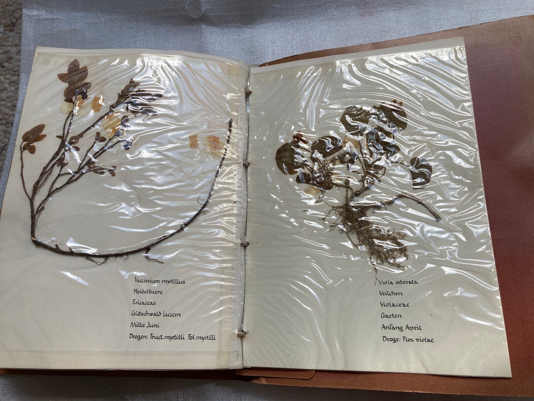 Libri: Botanisches Herbarium mit Heilpflanzen – Usato da Horgen venduto da Goros 6