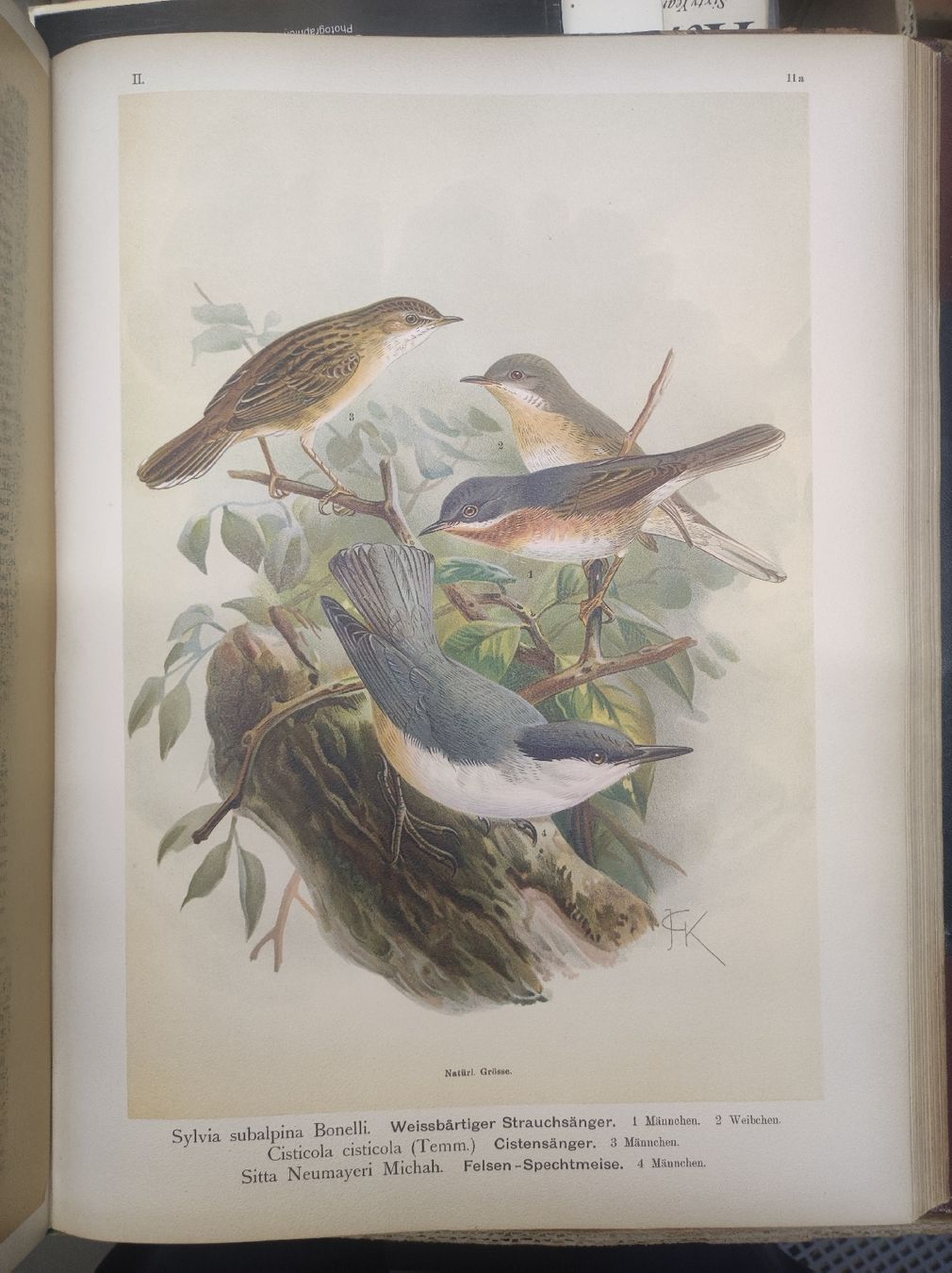 Bücher: ZOOLOGIE - ORNITHOLOGIE - NAUMANN – Gebraucht aus Goldach von Gaip 1