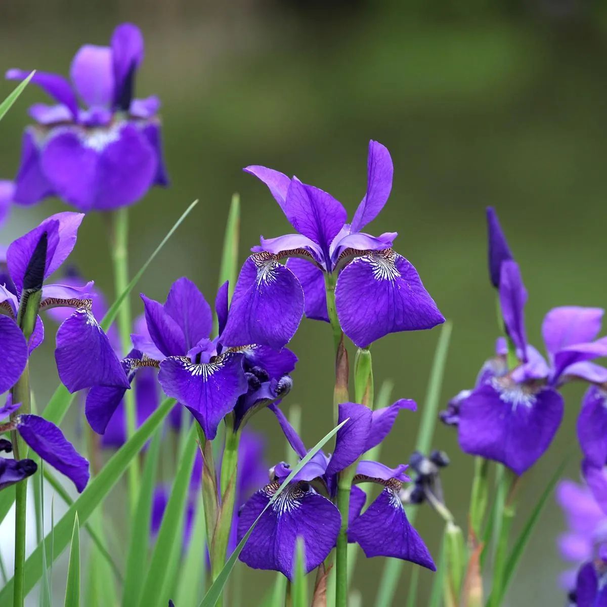 Piante & sementi: Sibirische Iris Samen – Nuovo (secondo la descrizione) da St.Gallen venduto da Thh7 1