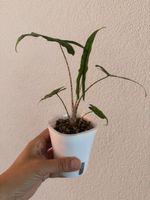 Alocasia Sabrina Narrow im SB-Topf