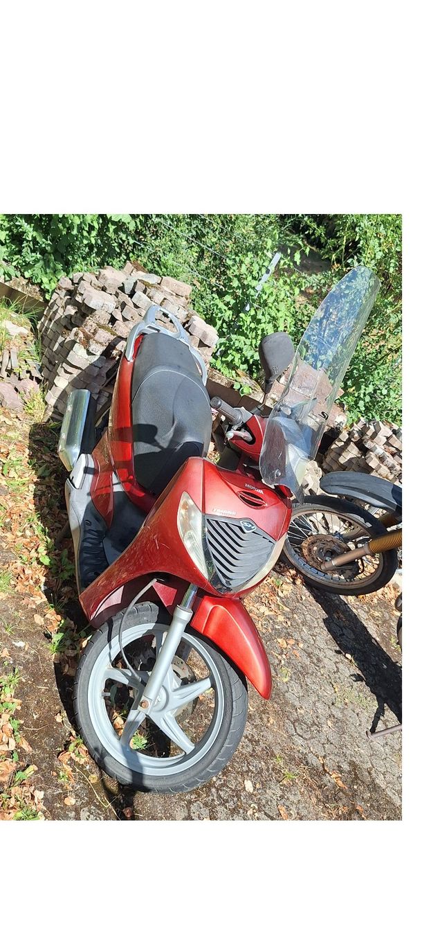 Honda Scooter: Roller, Honda SH125, 31902 km – Usato da Zürich venduto da patimrausch 1