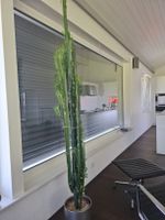 Euphorbia Trigona, dreikantige Wolfsmilch