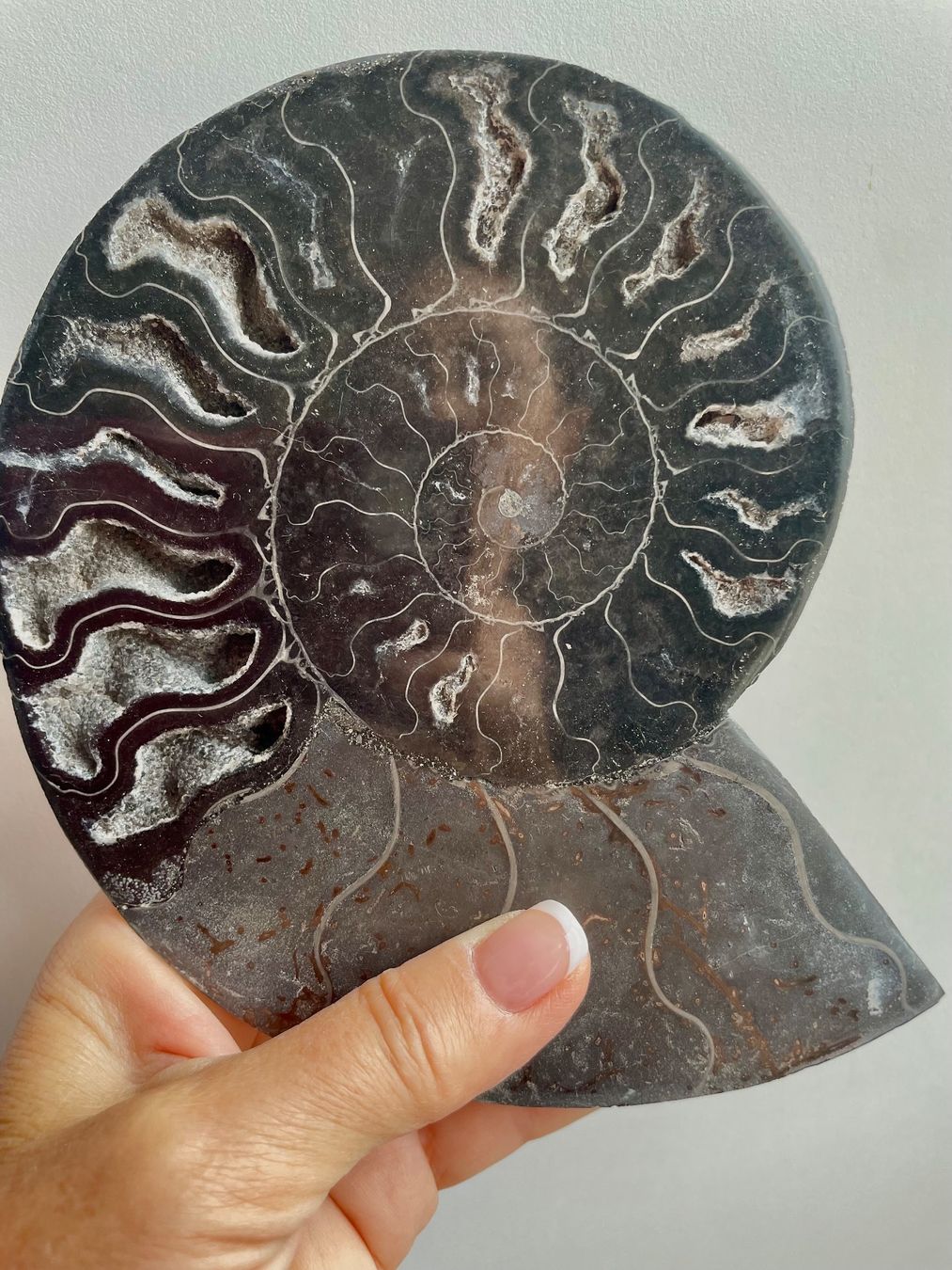 Fossilien: AMMONIT 🌹Madagaskar.17x14 cm – Neu und originalverpackt aus Adliswil von Moroz173 2