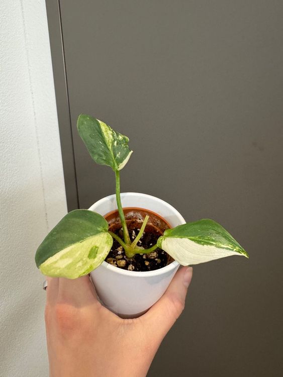 philodendron melanochrysum flower 4
