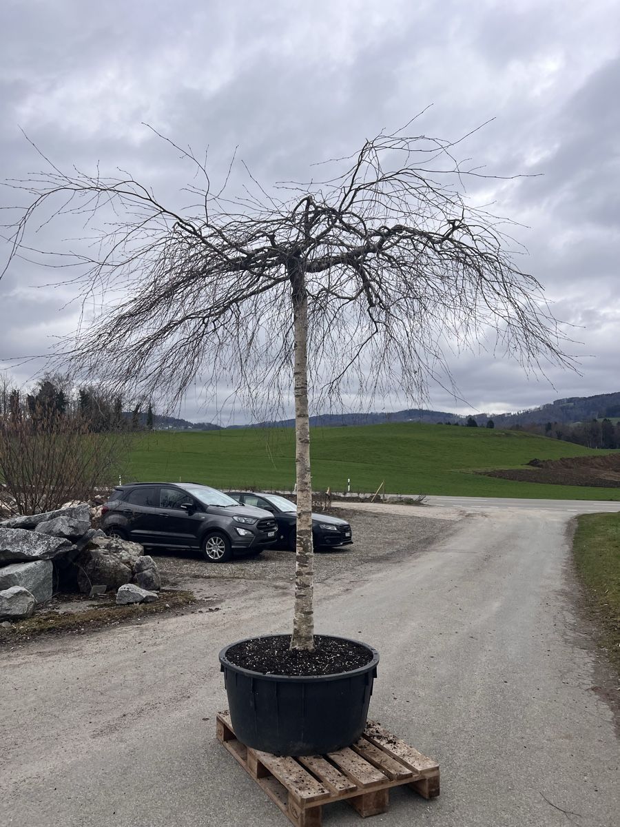 Piante & sementi: Hänge Birke in Schirmform – Usato da Stallikon venduto da Boeschmar 3