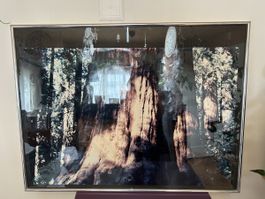 Bild Wald leicht spiegelnd