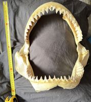 Mâchoire de requin / Shark Jaw