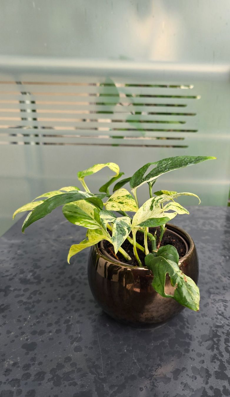 Pflanzen & Samen: Hübsche Epipremnum 'Marble' Variegata Inkl. Übertopf – Gebraucht aus Aarburg von Glitzerschein 1