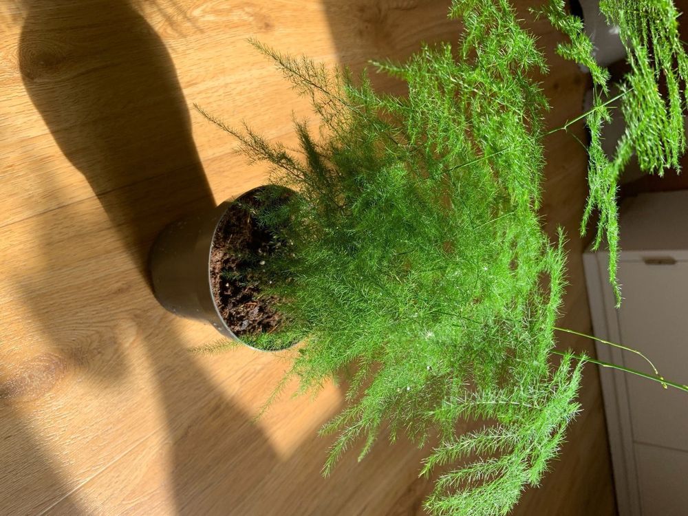 Asparagus setaceus Kaufen auf Ricardo