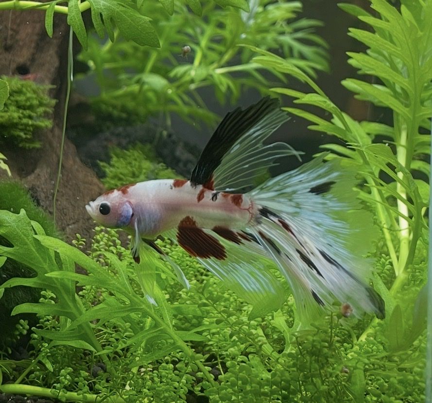 Futter: Kampffisch/Betta – Neu (gemäss Beschreibung) aus Bern von pao_96c9