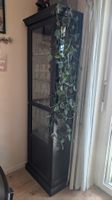 Vitrinenschrank schwarz mit Glasfronten