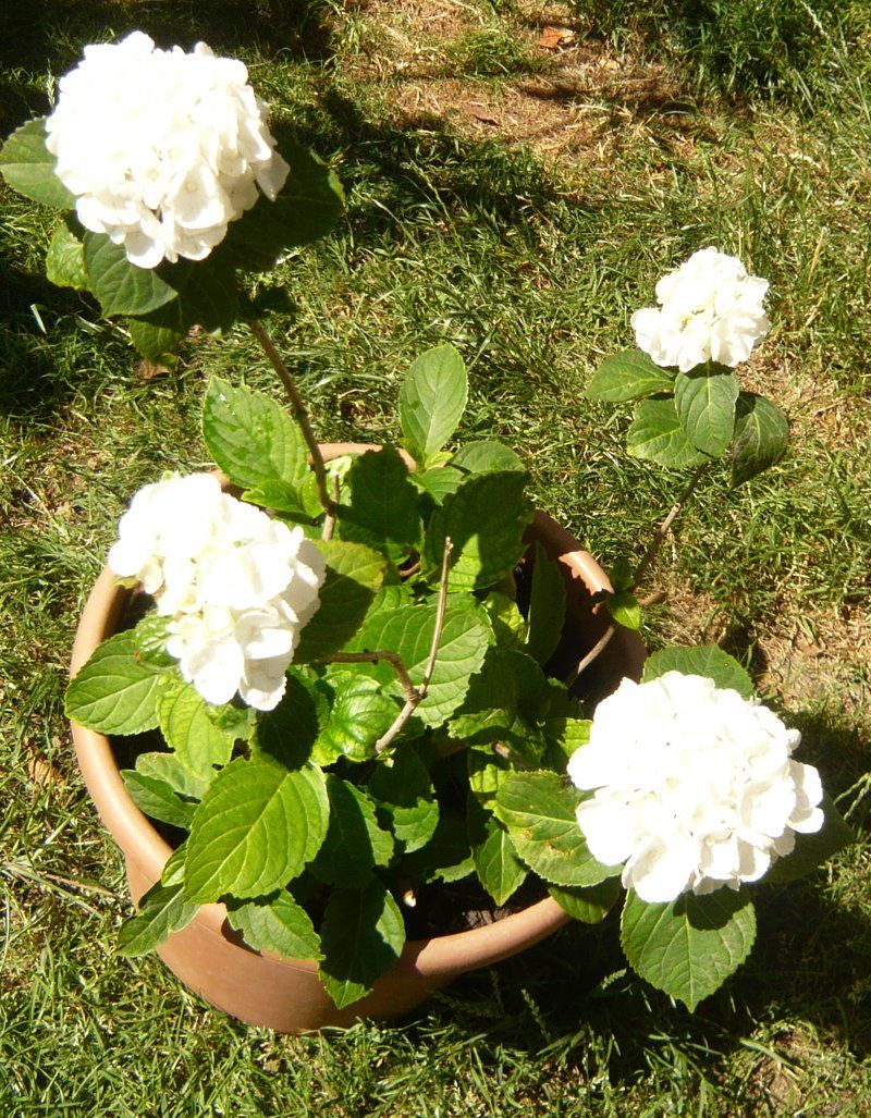 Piante & sementi: Hortensia Pflanze – Nuovo (secondo la descrizione) da Ruggell venduto da Btt