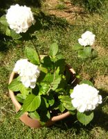 Hortensia Pflanze