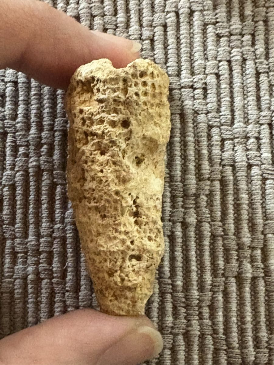 Fossili: Koralle versteinert – Usato da Rümlang venduto da euqinom16 1