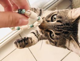Katzen EM Halsband 🌼
