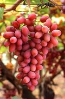 Vigne sans traitements MISS PINK  15-20cm