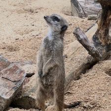 Profile image of Letapis
