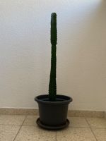 ⭕ Schöne Euphorbia Kaktee🌵 Zimmerpflanze 👍🏼 0767-742642