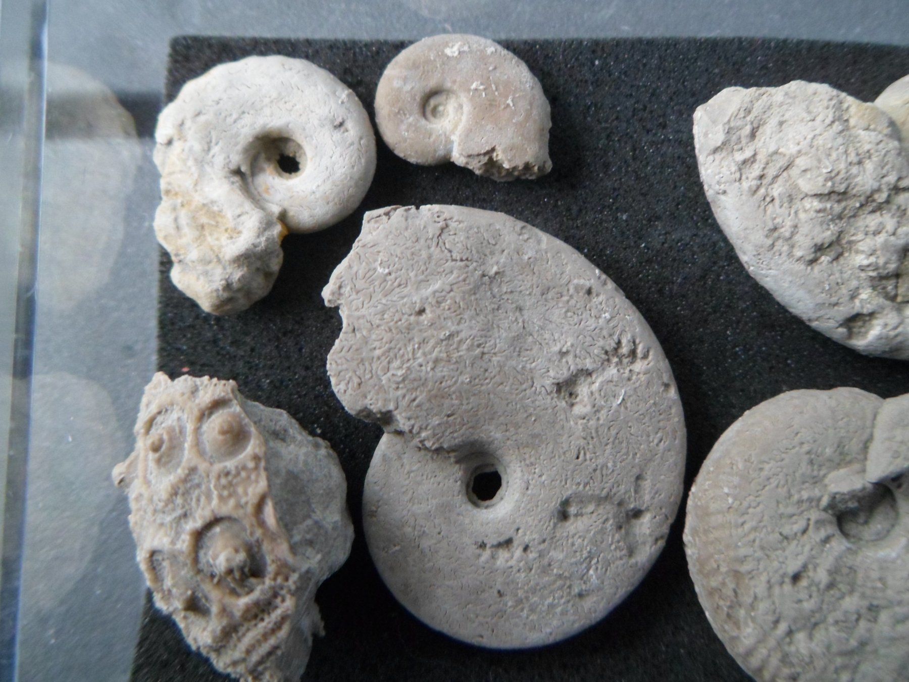 Fossiles: Fossil Schweiz – D'occasion à Affoltern am Albis par Fossil60 3