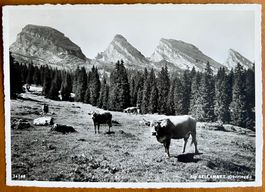 ALT ST. JOHANN - ALP SELLMATT - Kühe 1960