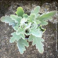 Kalanchoe Beharensis Oak Leaf mit silbrig-filzigen Blättern