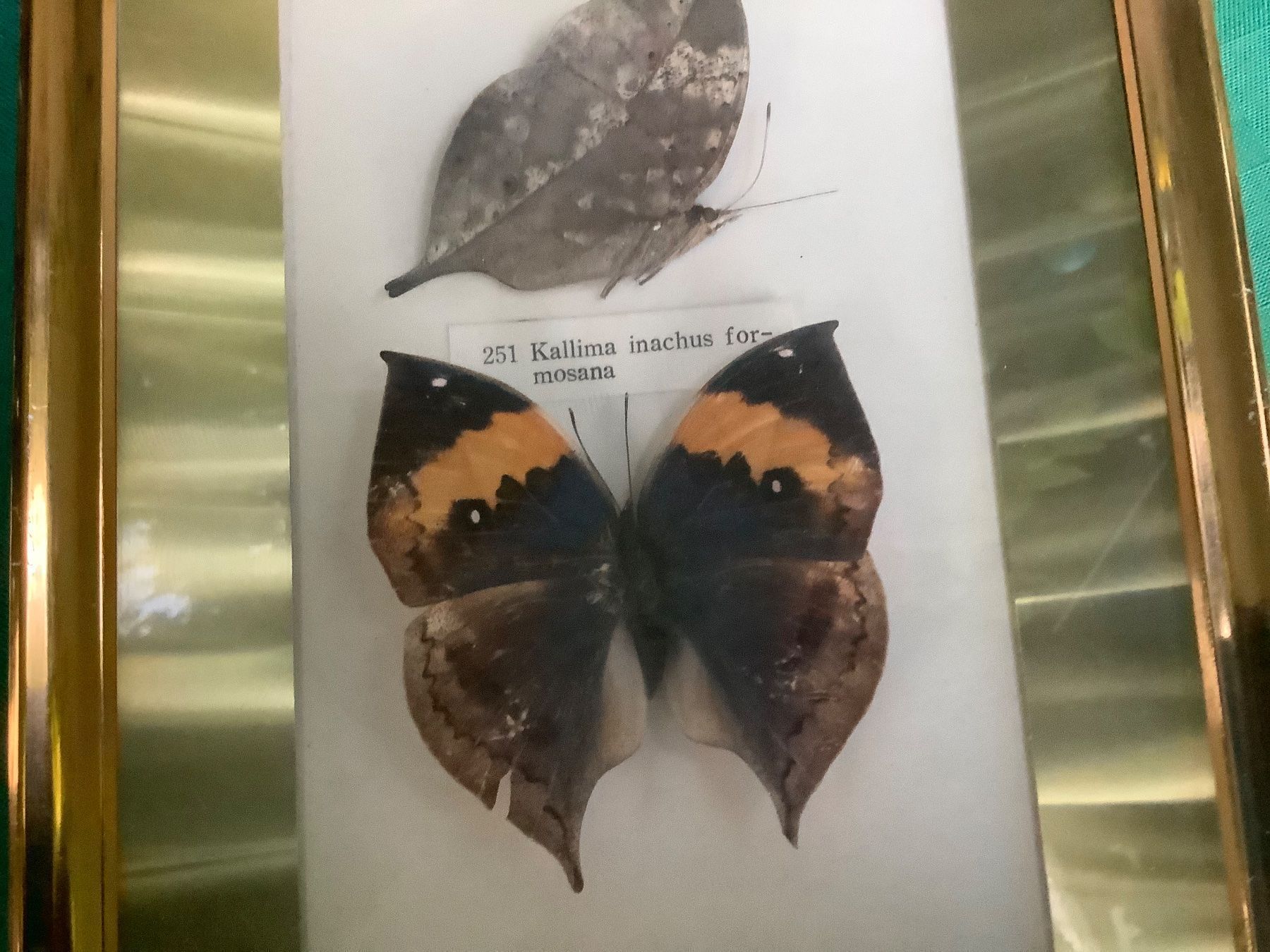 Foto & Immagini: CHIN.BILD MIT ECHTEN SCHMETTERLINGEN – Usato da Adlikon b.Regensdorf venduto da Crystaldragon09 1