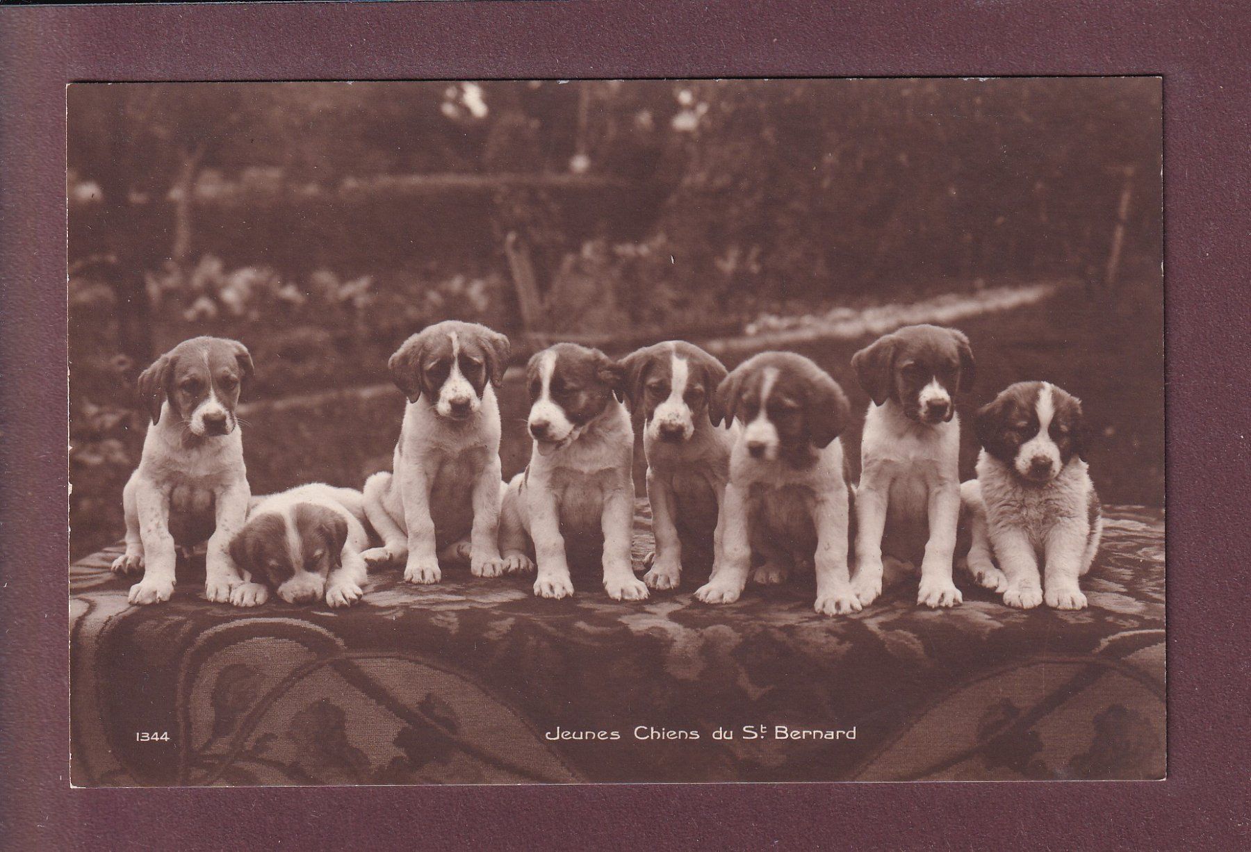 Cartes postales: Jeunes CHIENS du SAINT-BERNARD – D'occasion à Pully par nicecards