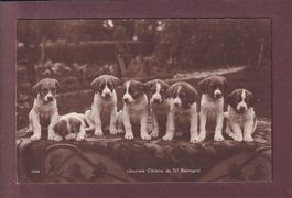 Jeunes CHIENS du SAINT-BERNARD