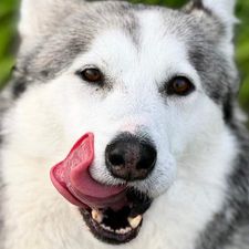 Profile image of staaiboock