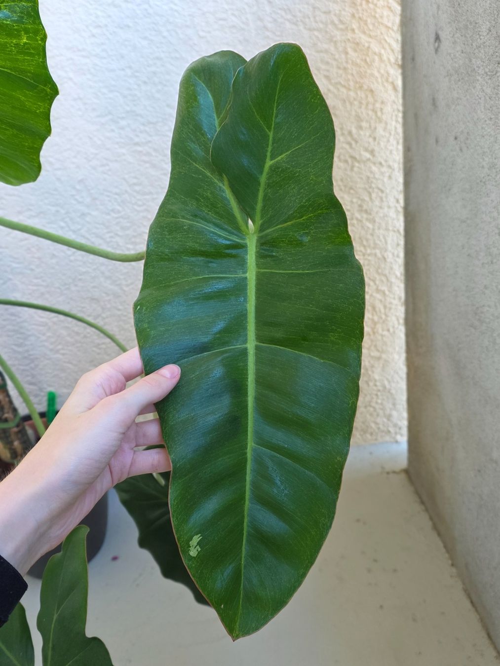 Piante & sementi: Grosser Philodendron Paraiso Verde – Nuovo (secondo la descrizione) da Gerolfingen venduto da Azora 3