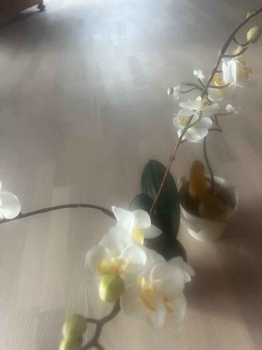 Globus Tutte le decorazioni: Weisse Orchideen 2 Stück – Nuovo (secondo la descrizione) da Bülach venduto da Cucculi 4