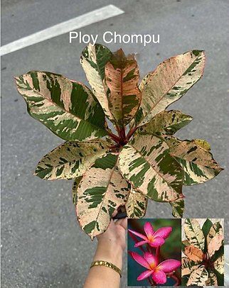 Piante & sementi: Plumeria / Frangipani Variegata – Usato da St.Erhard venduto da Plumilandschweiz