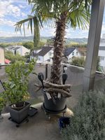 Tessinerpalme