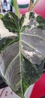 🤩Alocasia Regal Shield Pink/Albo Variegata Rhizom 