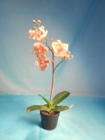 Phalaenopsis, Orchideen im Topf, rosa, H: 40cm