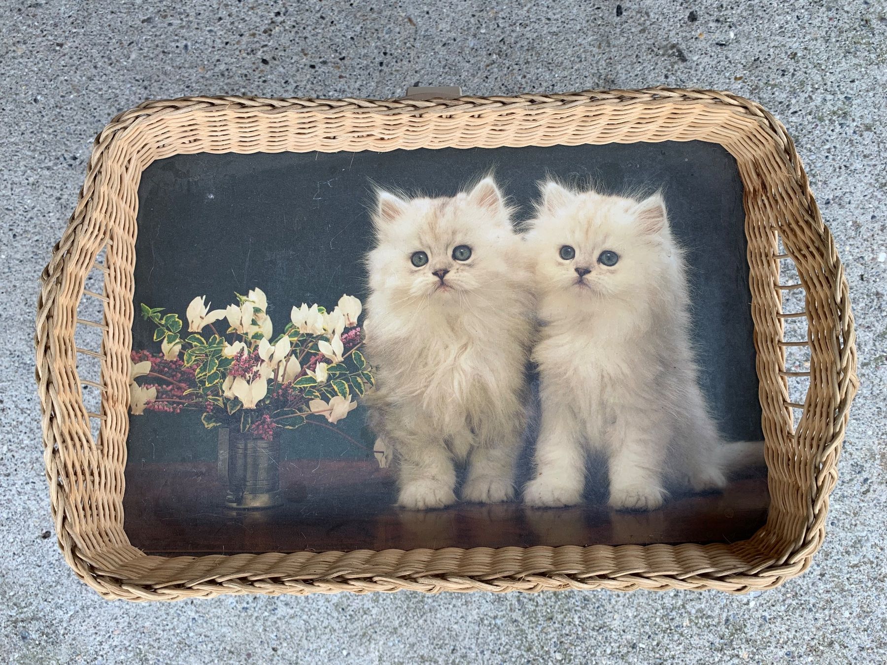 Campanacci mucche: schönes Tablar mit Katzen – Usato da Feldbach venduto da Olive1