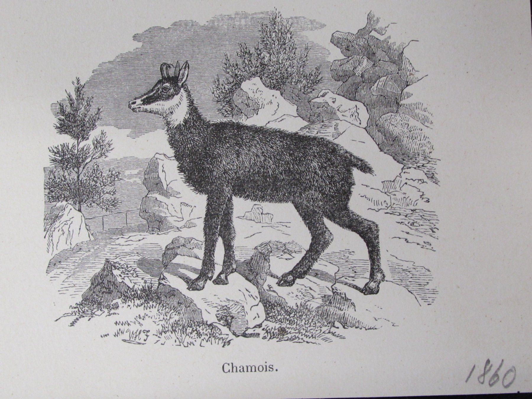 Gravures: Jagdt, Gemsen, 19.Jh. – D'occasion à Walchwil par Shells1 6