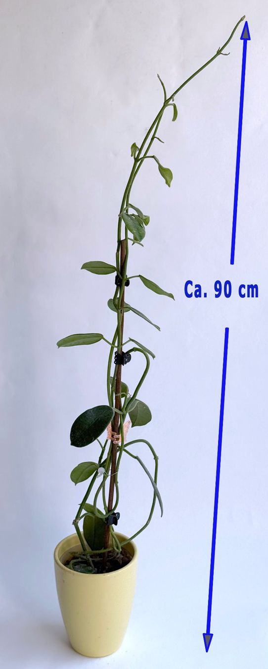 Piante & sementi: Hoya sp. Dianel ISH***** – Nuovo (secondo la descrizione) da Dübendorf venduto da Orchid18 1