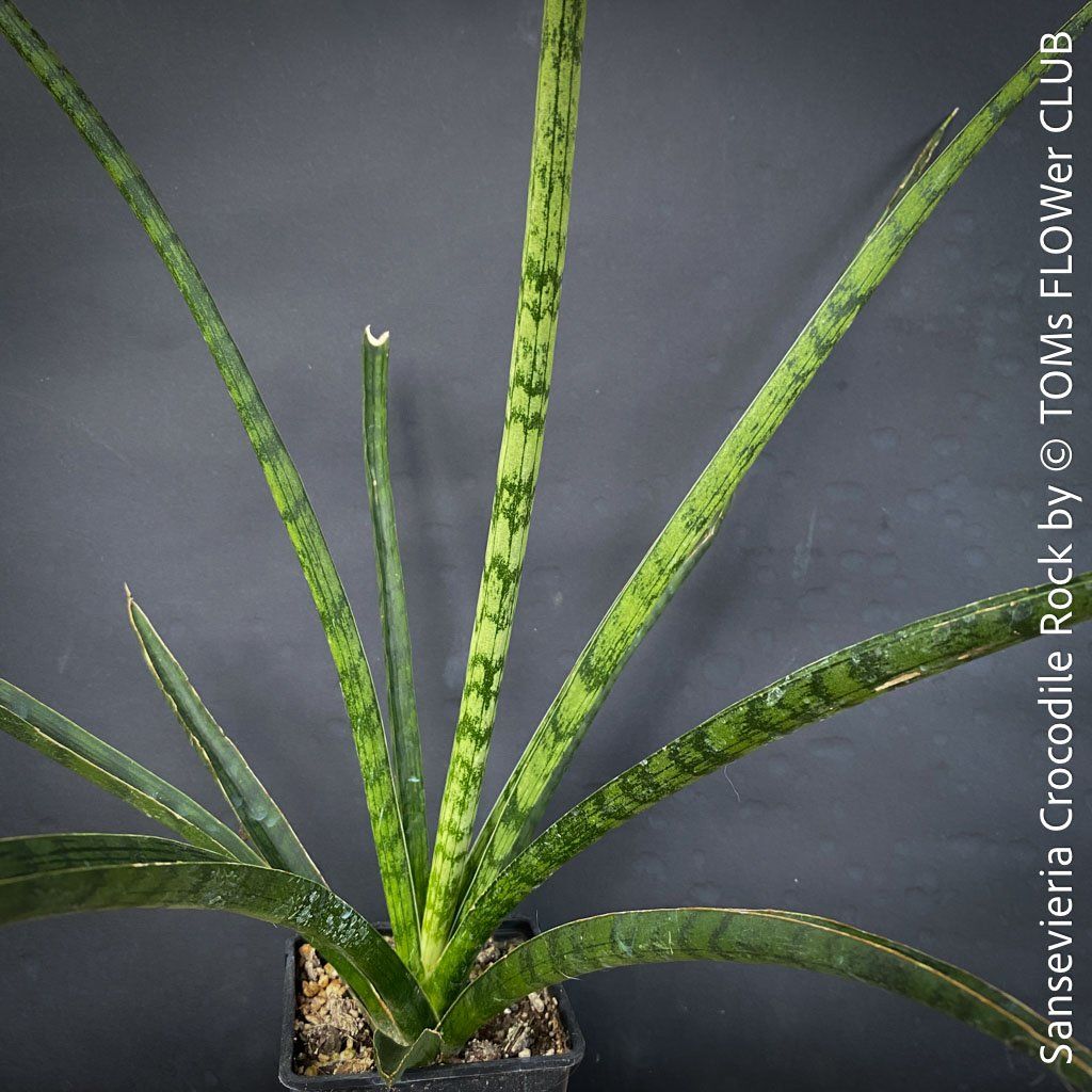 Piante & sementi: Sansevieria Crocodile Rock - 100% Bio-Anzucht – Nuovo e nell'imballaggio originale da Adliswil venduto da astom369 7