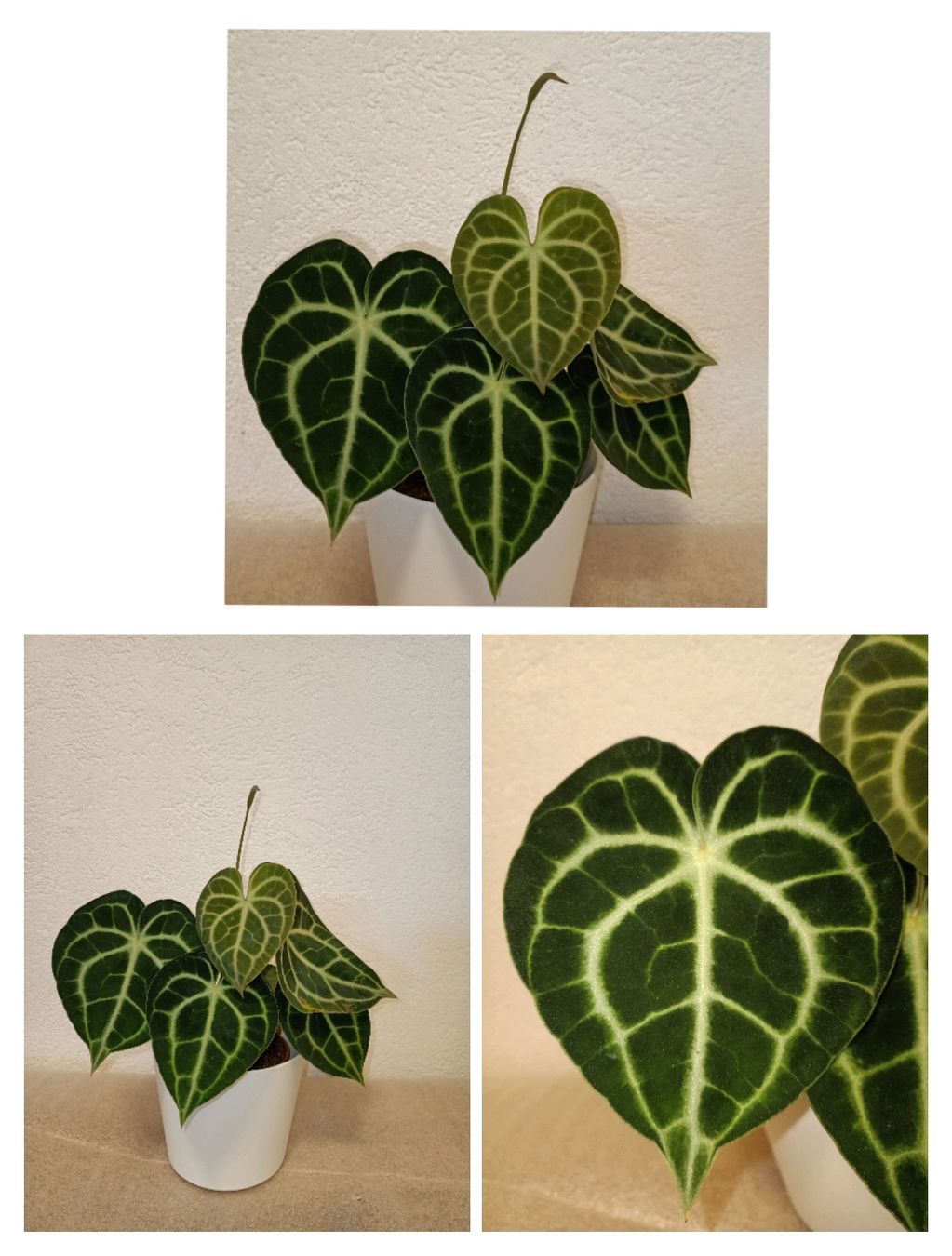 Piante & sementi: Anthurium Clarinervium – Nuovo (secondo la descrizione) da schöftland venduto da UniquePlants
