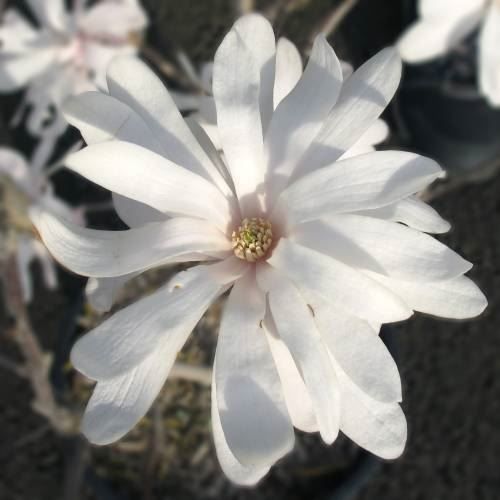 Piante & sementi: Magnolia étoilé   20cm – Nuovo (secondo la descrizione) da Bremblens venduto da FIBONACCI369
