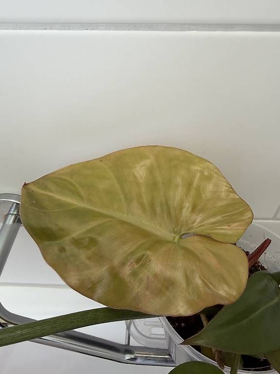 Piante & sementi: Philodendron Gloriosum – Usato da Spiez venduto da Lunelu 2