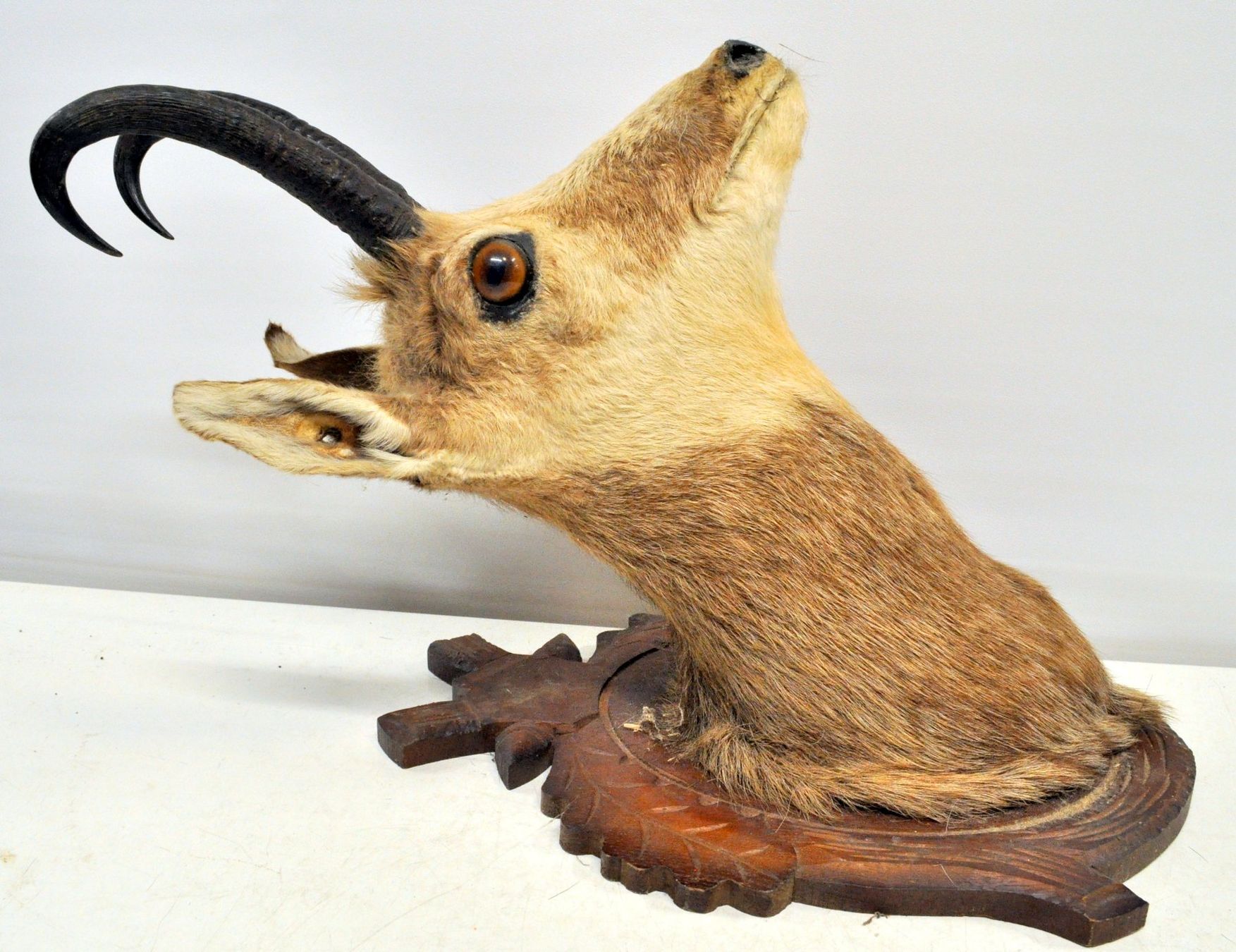 Il mondo degli animali: Tête de chamois naturalisée – Usato da Neuchâtel venduto da Neuchatel 3