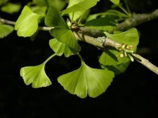 Piante & sementi: Ginkgo Biloba  2x 20cm – Nuovo (secondo la descrizione) da Bremblens venduto da FIBONACCI369 2