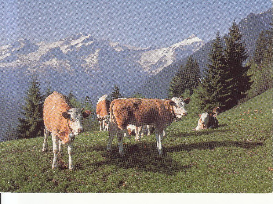 Cartoline postali: Saanenland 1984 – Usato da Bürglen TG venduto da StampGraf