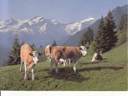 Saanenland 1984